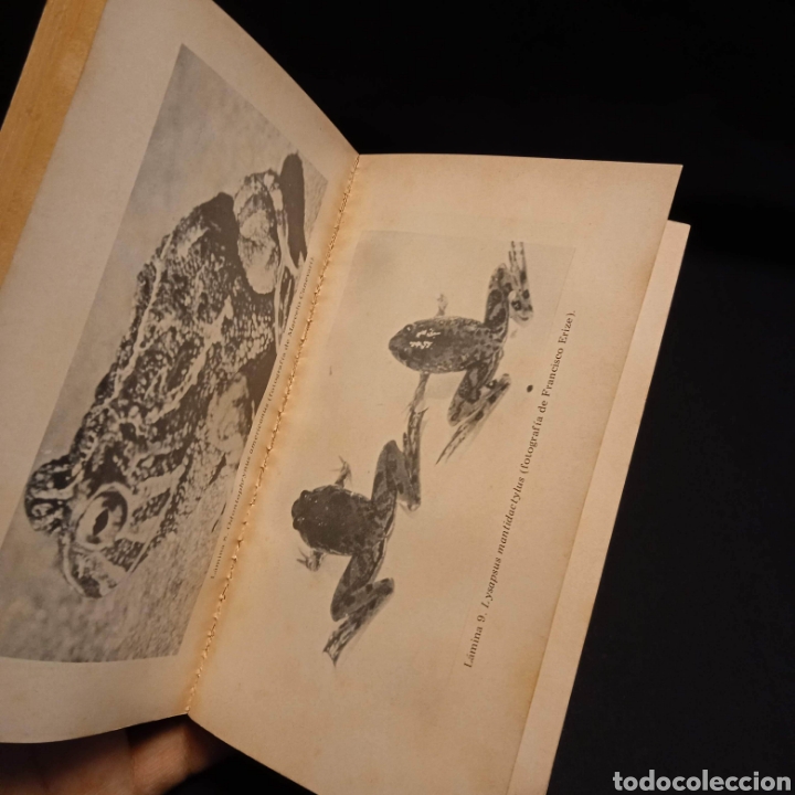 Libros de segunda mano: ANFIBIOS DE LOS ALREDEDORES DE BUENOS AIRES - JOS&Eacute; M GALLARDO- EUDEBA - Foto 4