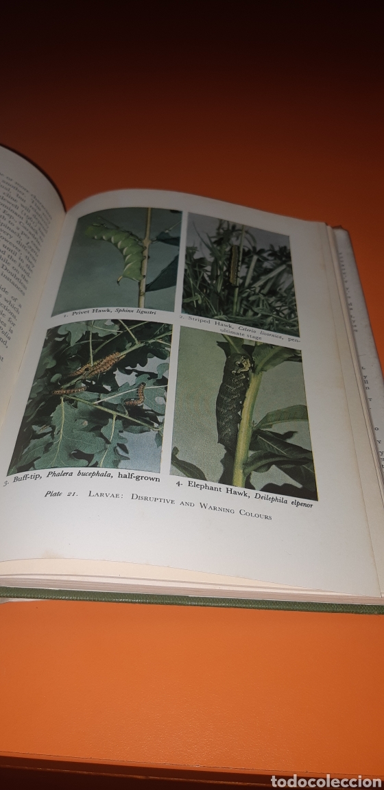 Libros de segunda mano: libro the moths a&ntilde;o 1976 en ingles - Foto 5
