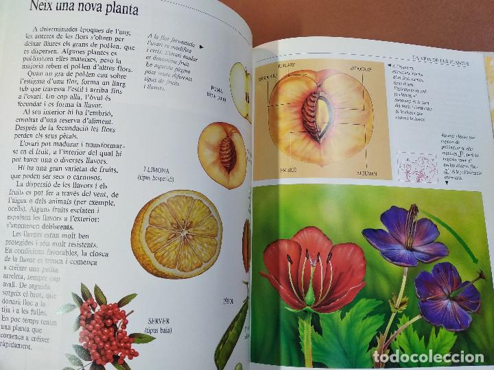Libros de segunda mano: la vida de les plantes , m&oacute;n invisible - parram&oacute;n - EI1 - Foto 2