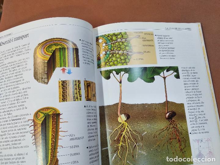Libros de segunda mano: la vida de les plantes , m&oacute;n invisible - parram&oacute;n - EI1 - Foto 3
