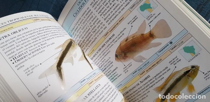 Libros de segunda mano: LIBRO PECES DE ACUARIO. MANUAL IDENTIFICACION. - Foto 5