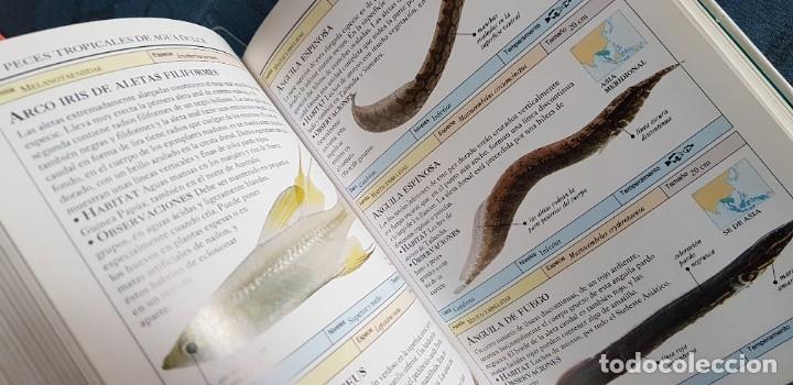 Libros de segunda mano: LIBRO PECES DE ACUARIO. MANUAL IDENTIFICACION. - Foto 6