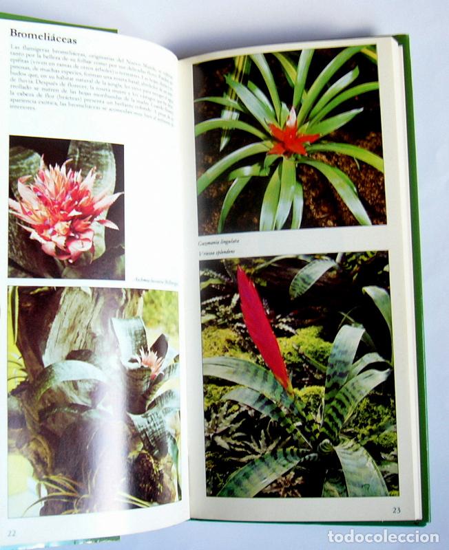 Libros de segunda mano: GUIA DE LAS PLANTAS DE INTERIOR - GEORGE SEDDON - EDICIONES FOLIO. 1981 - Foto 3
