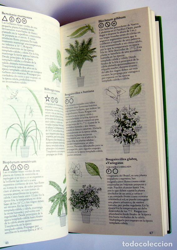 Libros de segunda mano: GUIA DE LAS PLANTAS DE INTERIOR - GEORGE SEDDON - EDICIONES FOLIO. 1981 - Foto 4