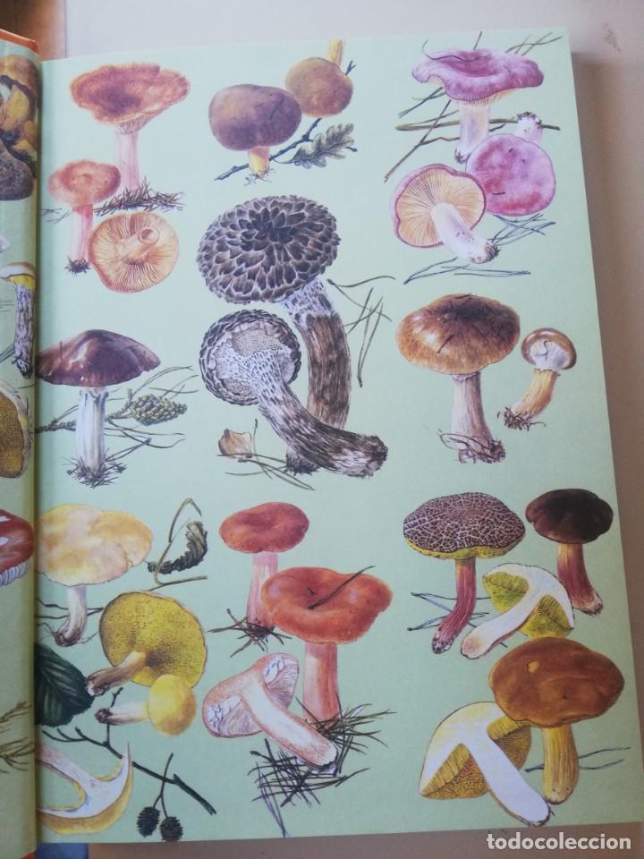 Libros de segunda mano: SETAS Y HONGOS DE ESPA&Ntilde;A - Foto 2