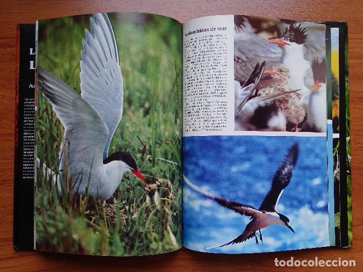 Libros de segunda mano: La Naturaleza. Las aves. Bruce Coleman. - Foto 2