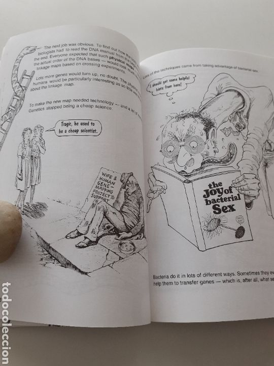 Libros de segunda mano: Introducing Genetics, Steve Jones Borin Van Loon, ingl&eacute;s 1993 - Foto 5