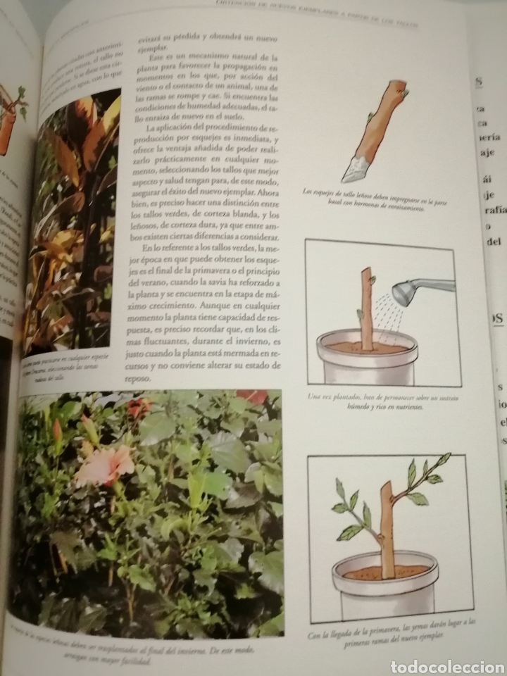 Libros de segunda mano: GRAN ATLAS PR&Aacute;CTICO DEL JARD&Iacute;N - Foto 5