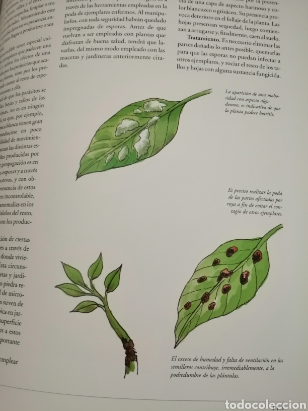 Libros de segunda mano: GRAN ATLAS PR&Aacute;CTICO DEL JARD&Iacute;N - Foto 7