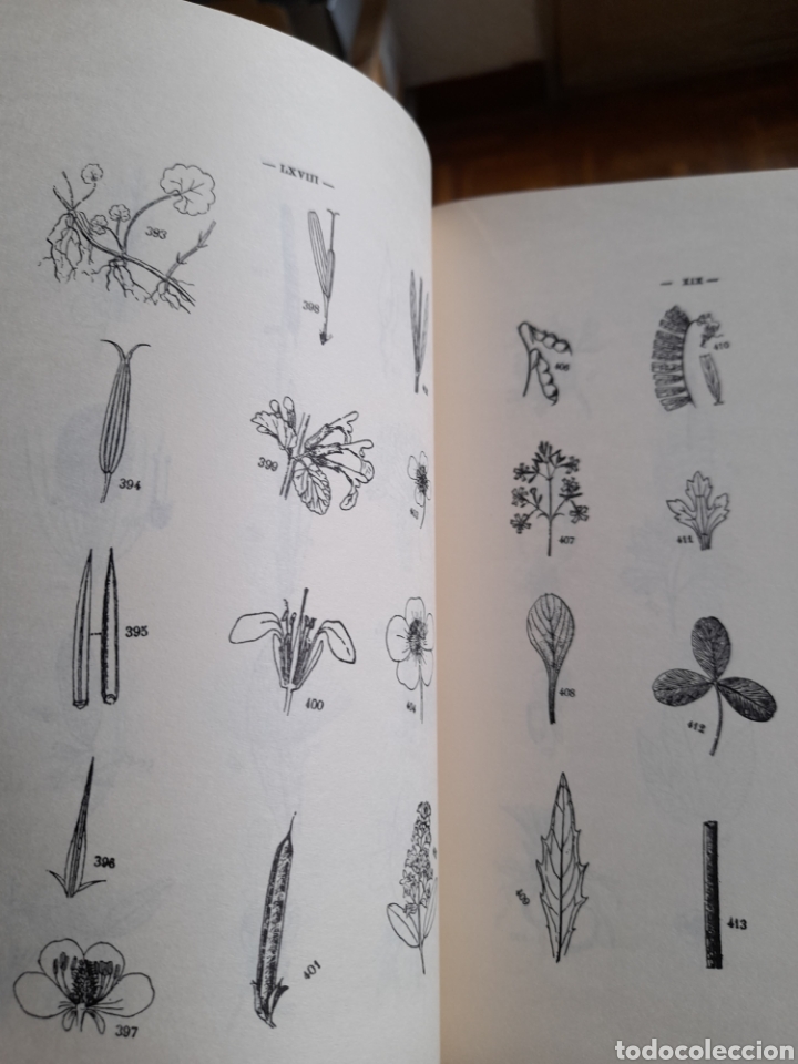 Libros de segunda mano: Flora Descriptiva e ilustrada de Galicia, Tomo I - Foto 3