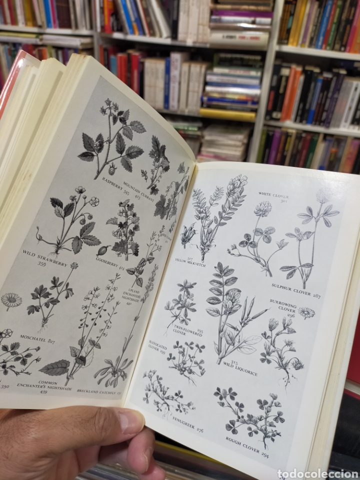 Libros de segunda mano: WILD FLOWERS - COLLINS POCKET GUIDE - McCLINTOCK - FITTER - Foto 11