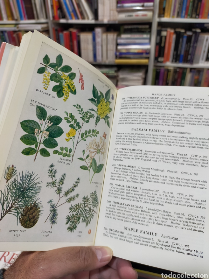 Libros de segunda mano: WILD FLOWERS - COLLINS POCKET GUIDE - McCLINTOCK - FITTER - Foto 12