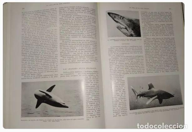 Libros de segunda mano: EL MAR - W. Romanowsky - Foto 10