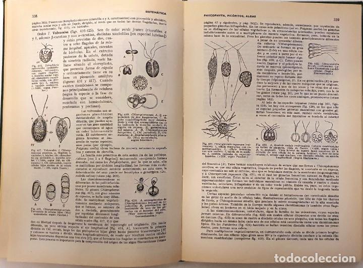 Libros de segunda mano: TRATADO DE BOTANICA. STRASBURGER. MARIN 1971. 5&ordf; EDICION. - Foto 6
