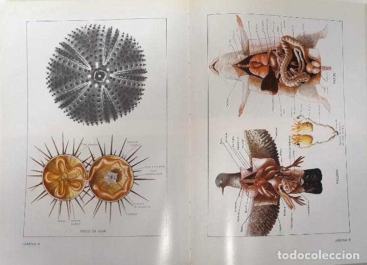 Libros de segunda mano: PRACTICAS DE BIOLOGIA. FONTALBA 1978. - Foto 8