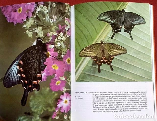 Libros de segunda mano: MARIPOSAS - DR. STANEK - SUSAETA 1991 - Foto 2