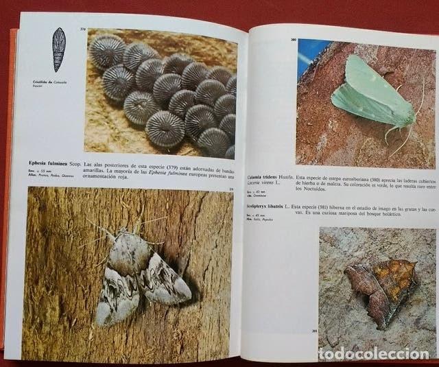 Libros de segunda mano: MARIPOSAS - DR. STANEK - SUSAETA 1991 - Foto 4