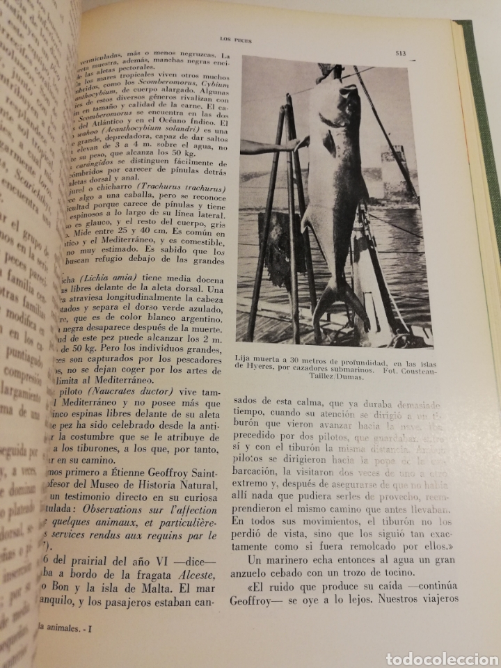 Libros de segunda mano: LA VIDA DE LOS ANIMALES. TOMO I (LEON BERTIN) - Foto 7