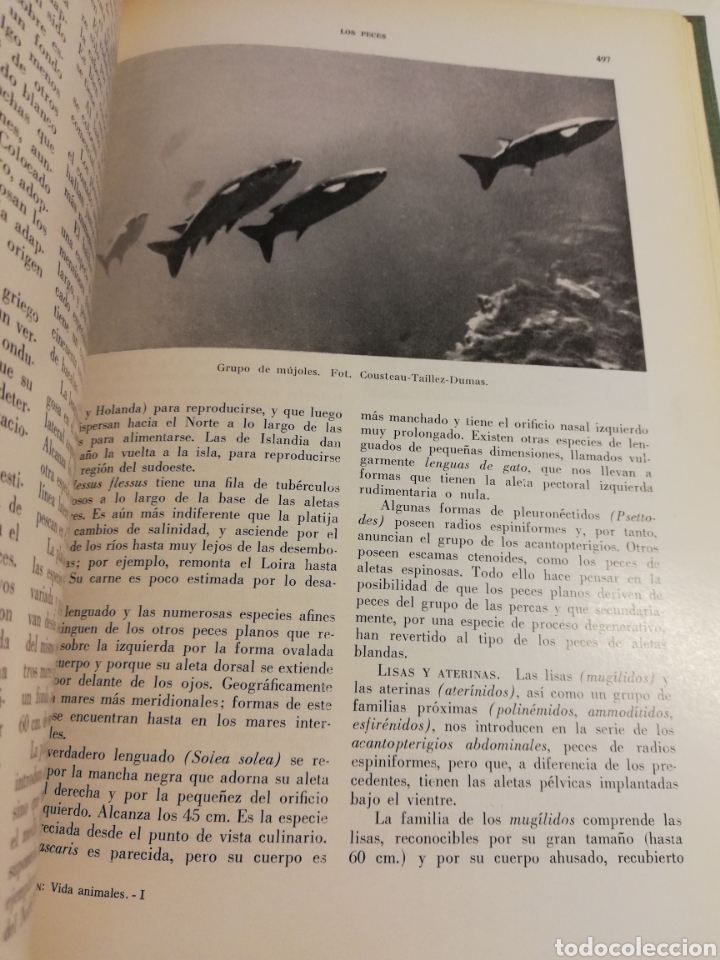 Libros de segunda mano: LA VIDA DE LOS ANIMALES. TOMO I (LEON BERTIN) - Foto 8