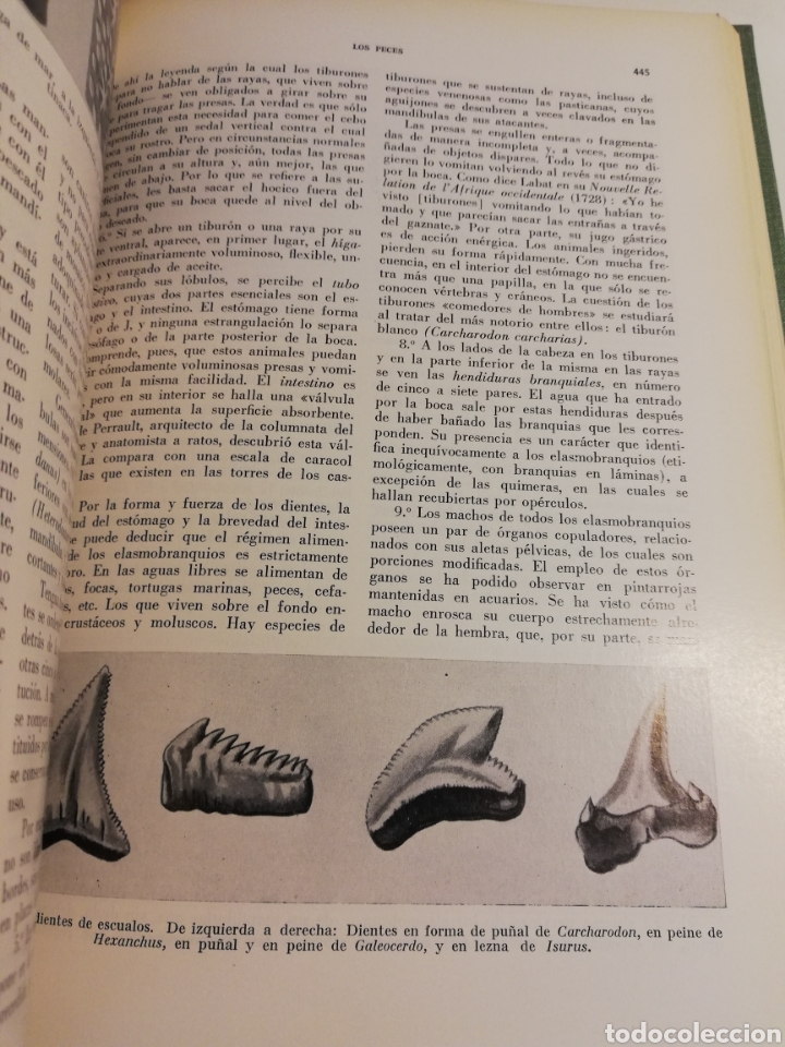 Libros de segunda mano: LA VIDA DE LOS ANIMALES. TOMO I (LEON BERTIN) - Foto 9