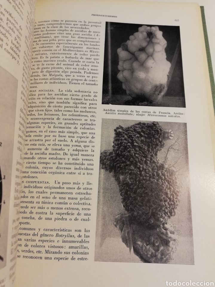 Libros de segunda mano: LA VIDA DE LOS ANIMALES. TOMO I (LEON BERTIN) - Foto 10