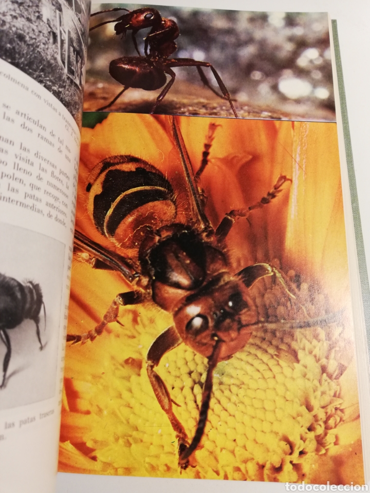 Libros de segunda mano: LA VIDA DE LOS ANIMALES. TOMO I (LEON BERTIN) - Foto 12