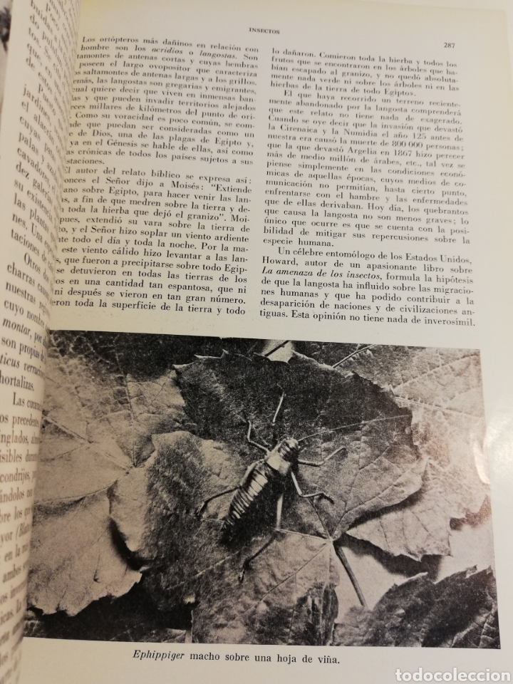 Libros de segunda mano: LA VIDA DE LOS ANIMALES. TOMO I (LEON BERTIN) - Foto 15