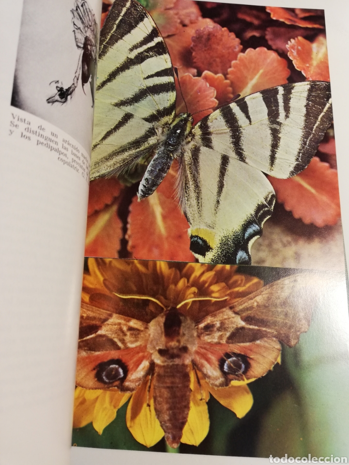 Libros de segunda mano: LA VIDA DE LOS ANIMALES. TOMO I (LEON BERTIN) - Foto 16