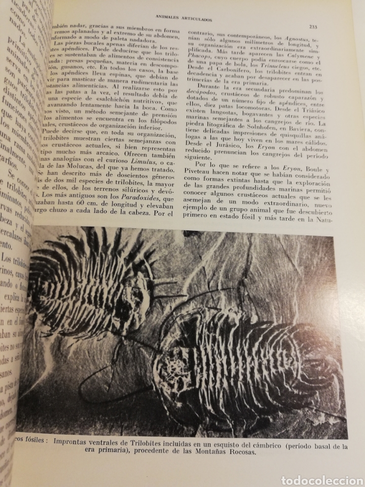 Libros de segunda mano: LA VIDA DE LOS ANIMALES. TOMO I (LEON BERTIN) - Foto 17