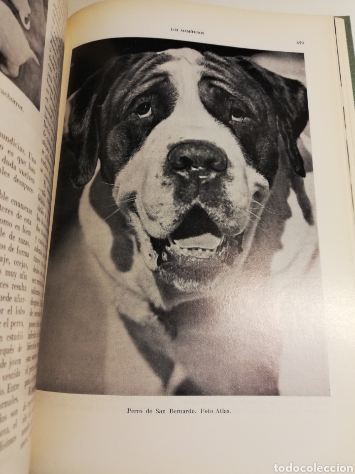 Libros de segunda mano: LA VIDA DE LOS ANIMALES. TOMO II (LEON BERTIN) - Foto 6