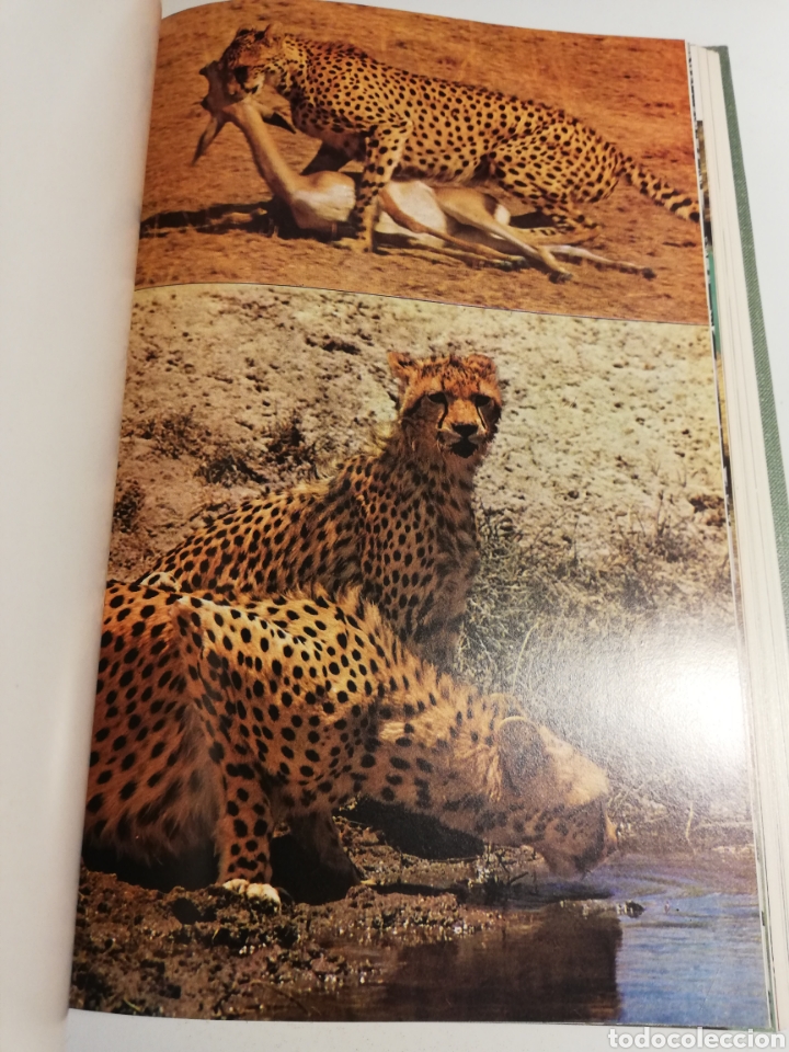 Libros de segunda mano: LA VIDA DE LOS ANIMALES. TOMO II (LEON BERTIN) - Foto 7