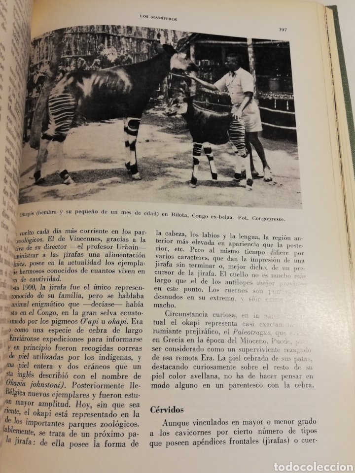 Libros de segunda mano: LA VIDA DE LOS ANIMALES. TOMO II (LEON BERTIN) - Foto 8