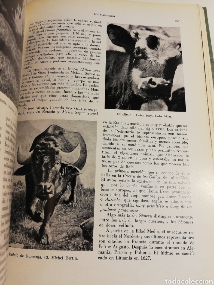Libros de segunda mano: LA VIDA DE LOS ANIMALES. TOMO II (LEON BERTIN) - Foto 9