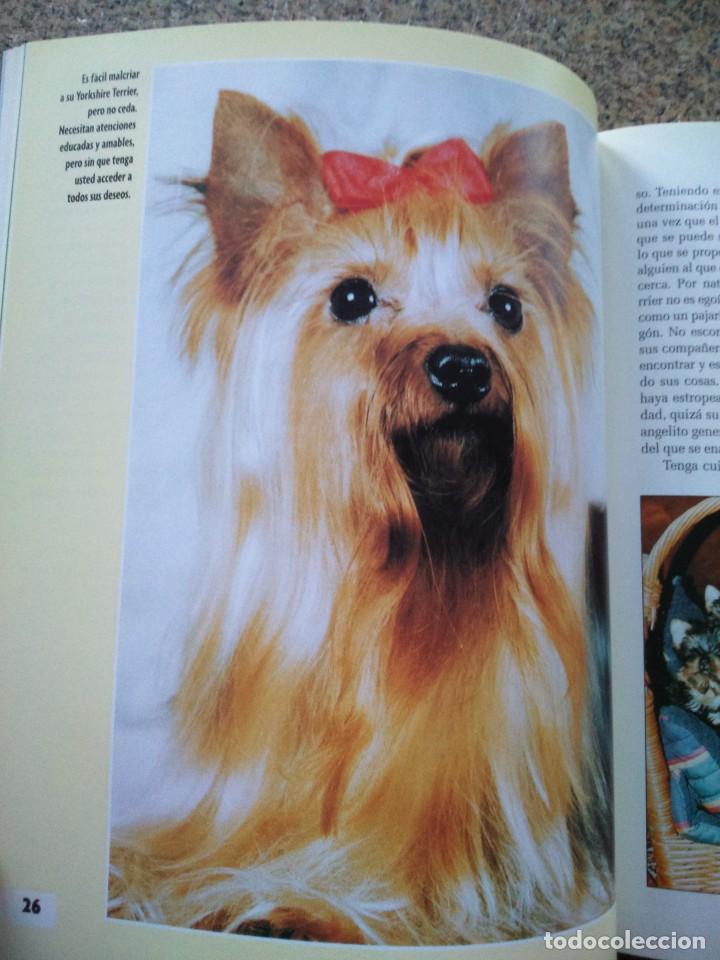 Libros de segunda mano: YORKSHIRE TERRIER -- R. REYES -- HISPANO HEUROPEA 2010 -- - Foto 3
