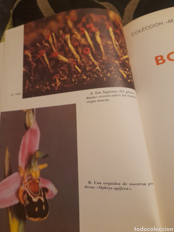 Libros de segunda mano: Bot&aacute;nica, Colecci&oacute;n MS de Ciencias Naturales - Foto 4