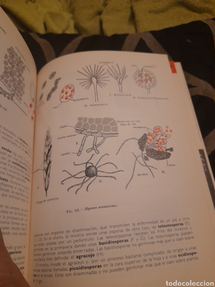 Libros de segunda mano: Bot&aacute;nica, Colecci&oacute;n MS de Ciencias Naturales - Foto 5