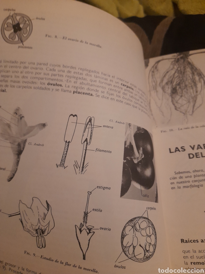 Libros de segunda mano: Bot&aacute;nica, Colecci&oacute;n MS de Ciencias Naturales - Foto 7