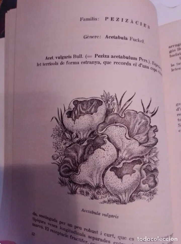 Libros de segunda mano: BOLETS (LIBRO)/SETAS de los alrededores de Igualada. A&ntilde;o 1970 - Foto 3