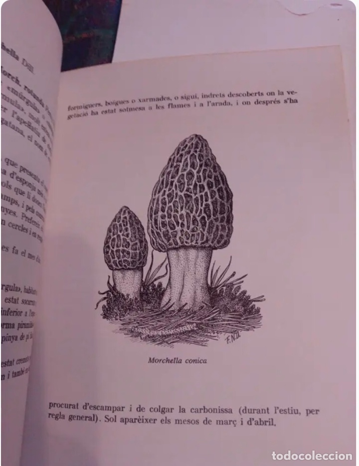 Libros de segunda mano: BOLETS (LIBRO)/SETAS de los alrededores de Igualada. A&ntilde;o 1970 - Foto 5