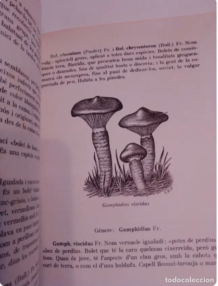 Libros de segunda mano: BOLETS (LIBRO)/SETAS de los alrededores de Igualada. A&ntilde;o 1970 - Foto 6
