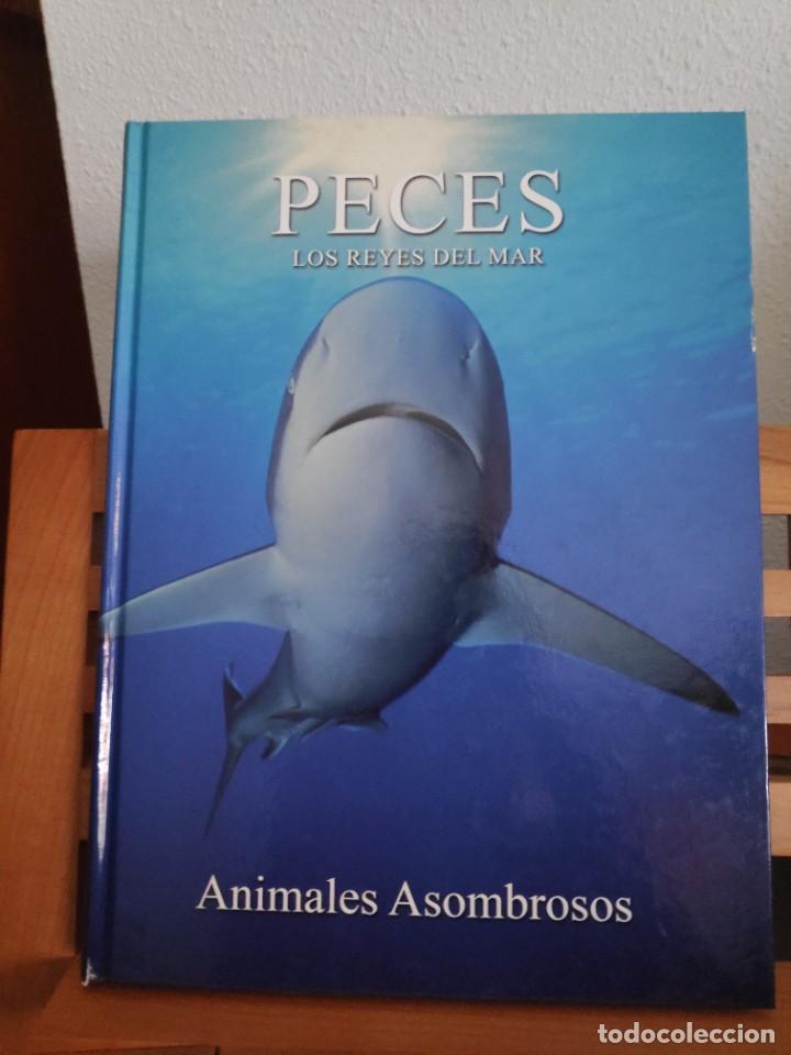 Libros de segunda mano: Peces. Los reyes del mar. Animales Asombrosos - Foto 1