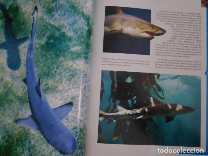 Libros de segunda mano: Peces. Los reyes del mar. Animales Asombrosos - Foto 6