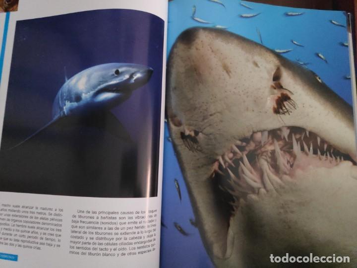 Libros de segunda mano: Peces. Los reyes del mar. Animales Asombrosos - Foto 9