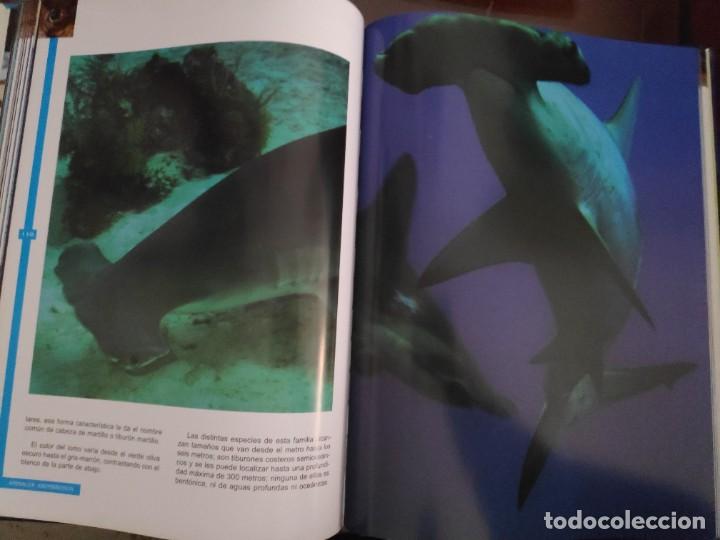 Libros de segunda mano: Peces. Los reyes del mar. Animales Asombrosos - Foto 10
