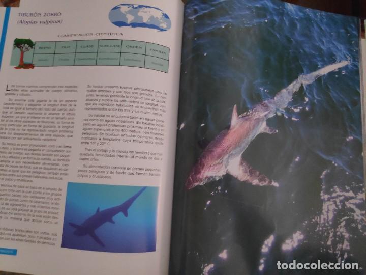 Libros de segunda mano: Peces. Los reyes del mar. Animales Asombrosos - Foto 11