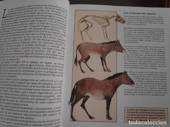 Libros de segunda mano: Caballos, razas y procedencia. Alan Rusell - Foto 5