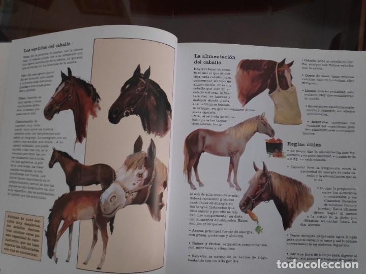 Libros de segunda mano: Caballos, razas y procedencia. Alan Rusell - Foto 6