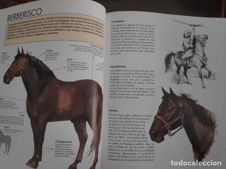Libros de segunda mano: Caballos, razas y procedencia. Alan Rusell - Foto 8