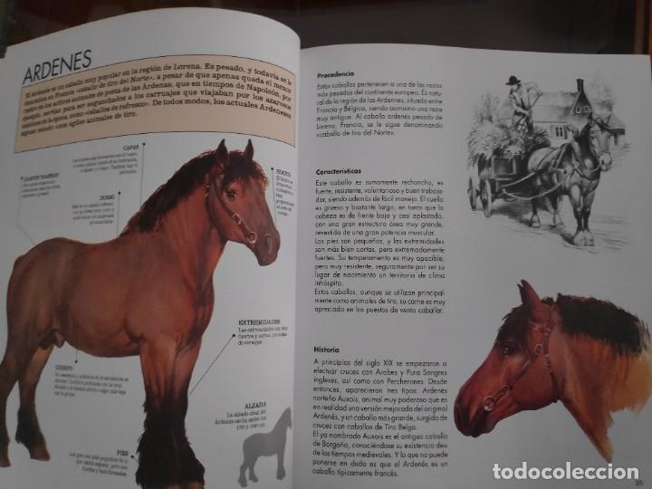 Libros de segunda mano: Caballos, razas y procedencia. Alan Rusell - Foto 9