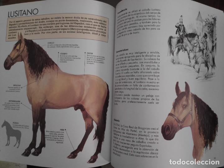 Libros de segunda mano: Caballos, razas y procedencia. Alan Rusell - Foto 10